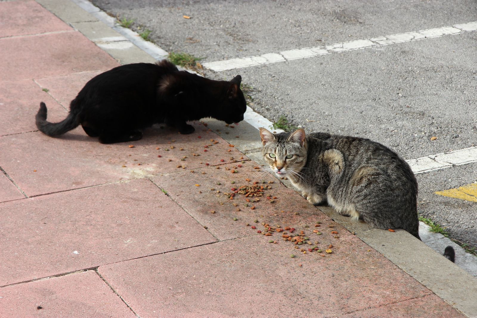 Community cats resting together outdoors