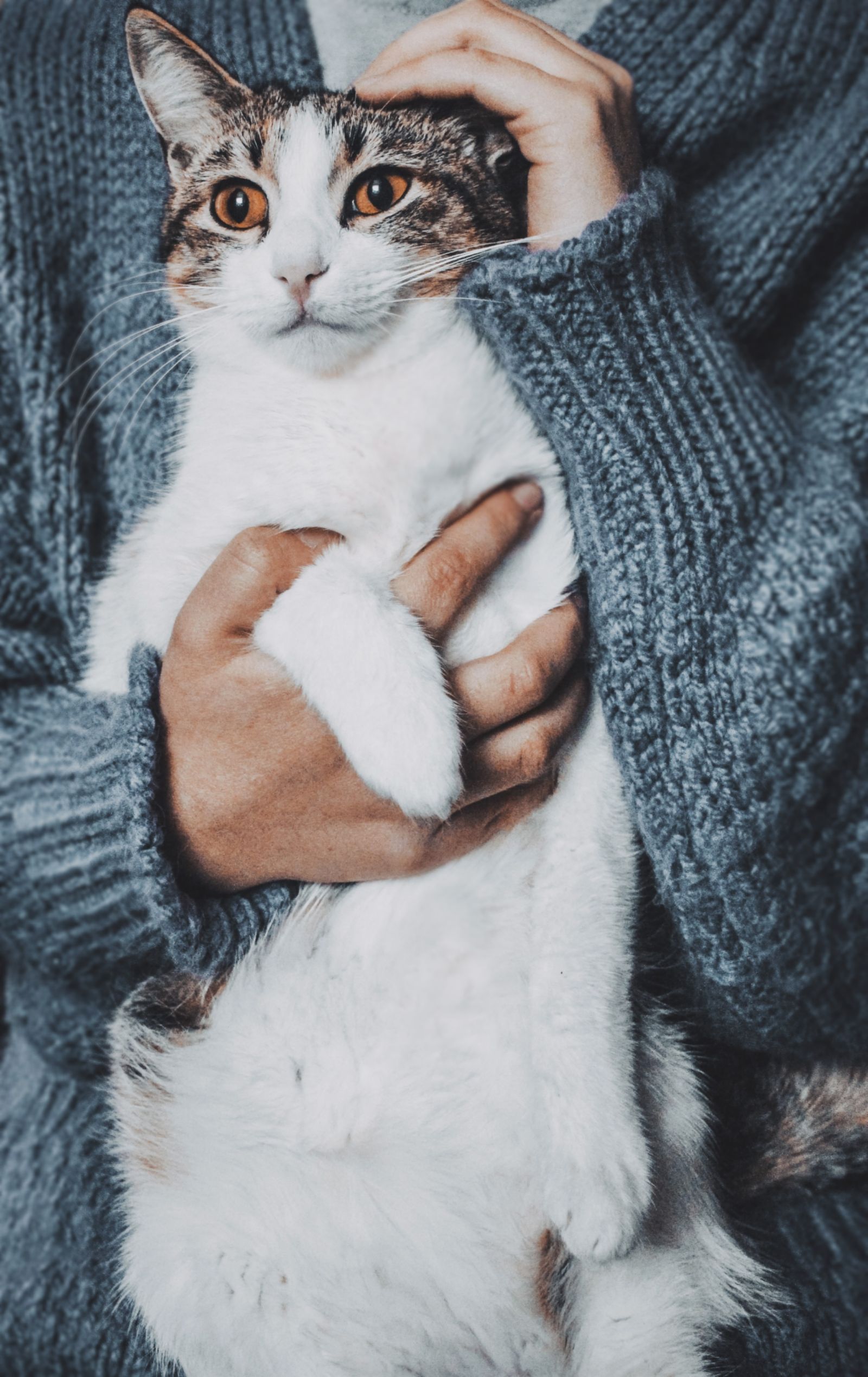 Person gently holding a cat
