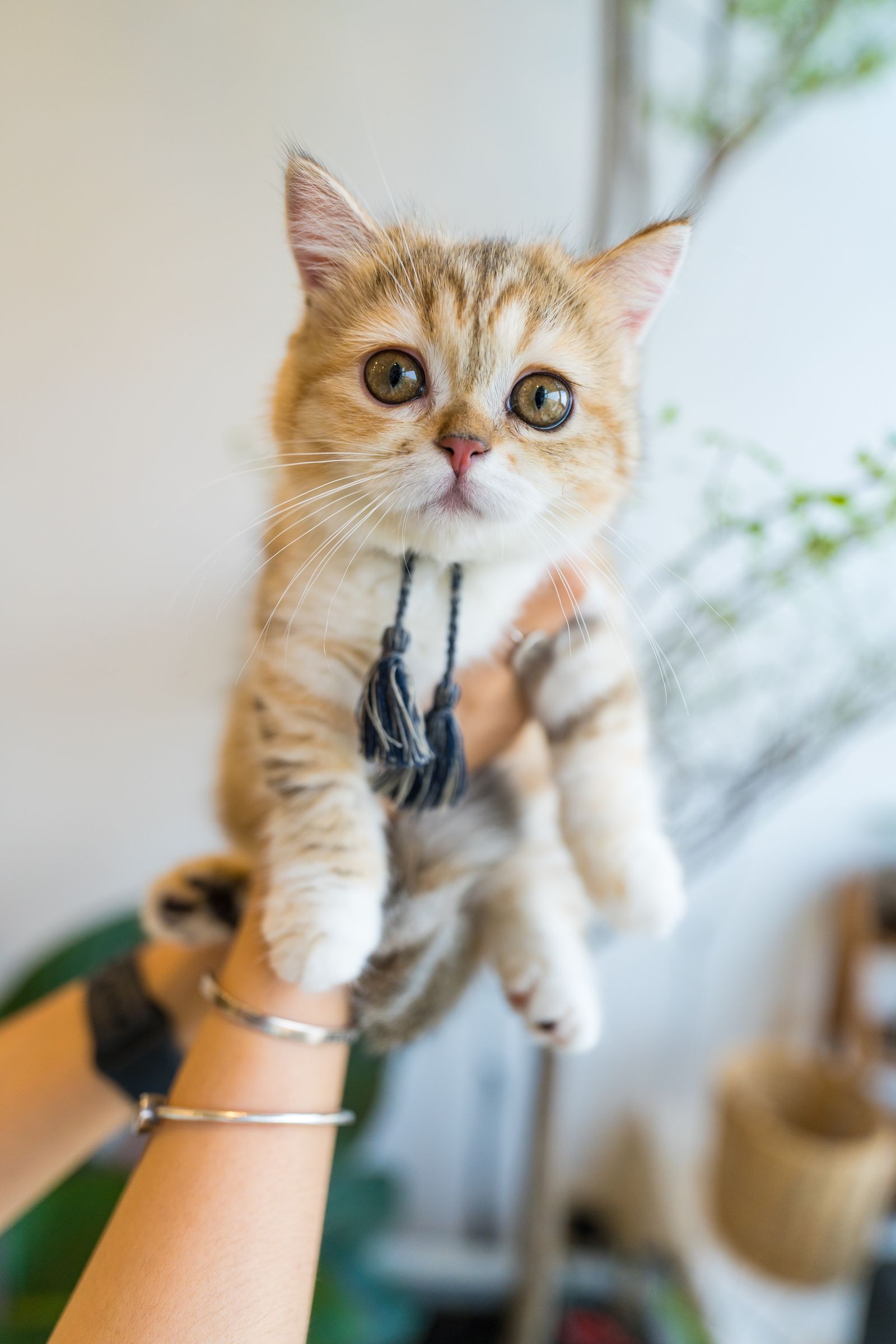 Person gently holding a cat