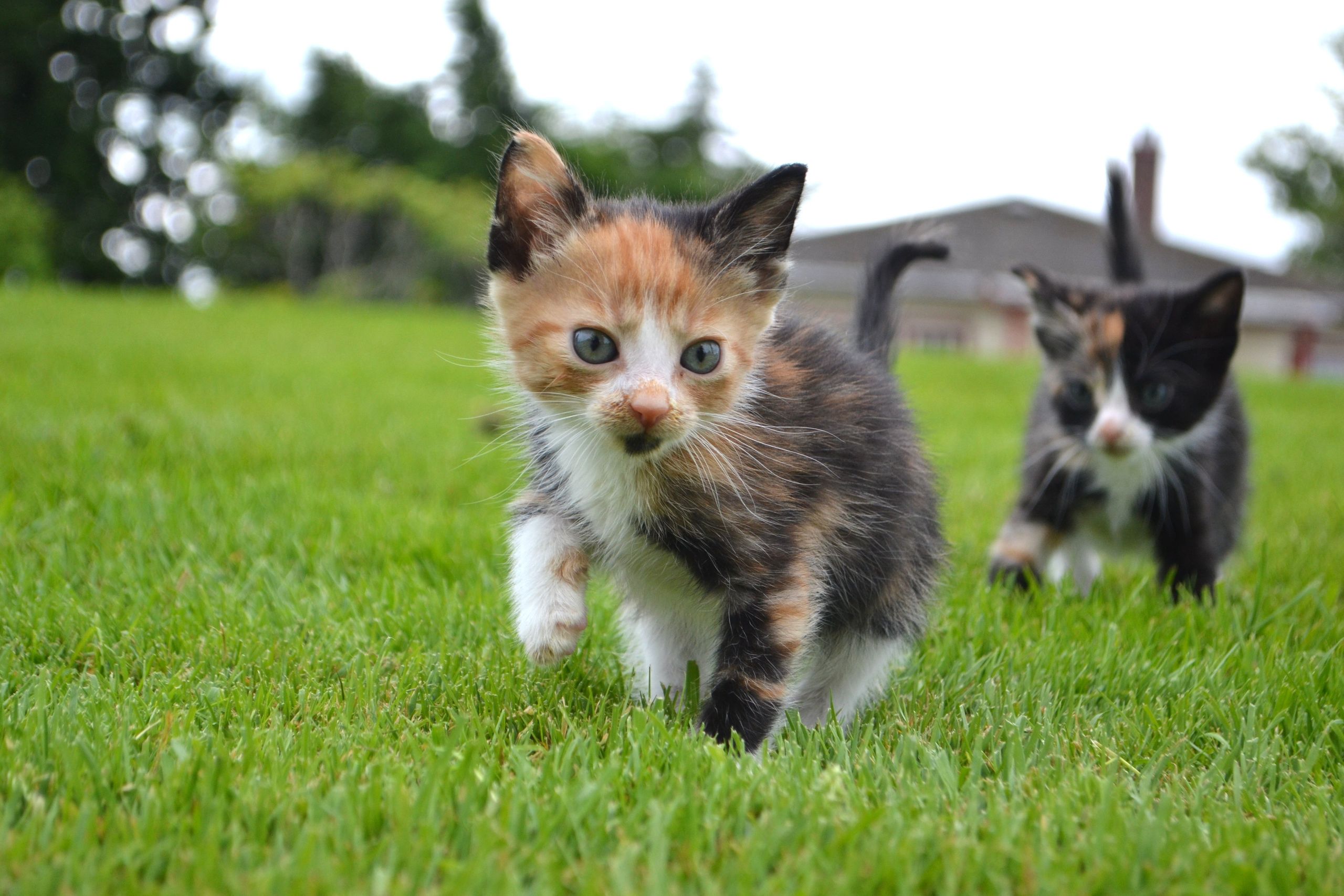 Two calico kittens playing on a lawn