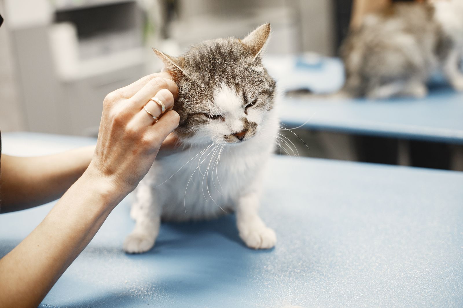 Veterinarian gently examining a cat